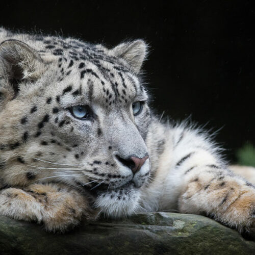 Snow leopard