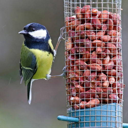 Top 5 foods to feed wild birds
